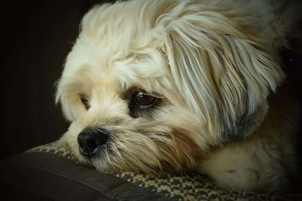 maladie de carré chez le chien