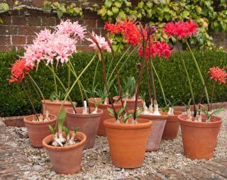 nerine en pot