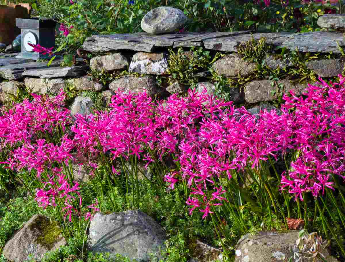 Calendrier du jardin à planter 2024 - Des mots qui fleurissent