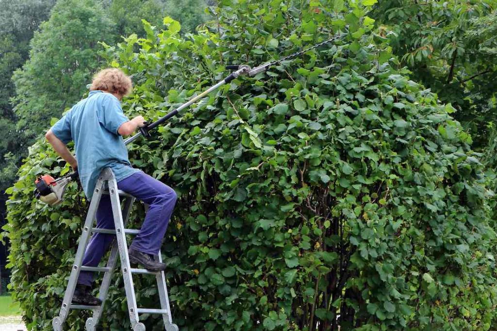 Réglementation sur la plantation et taille de haies avec vos voisins