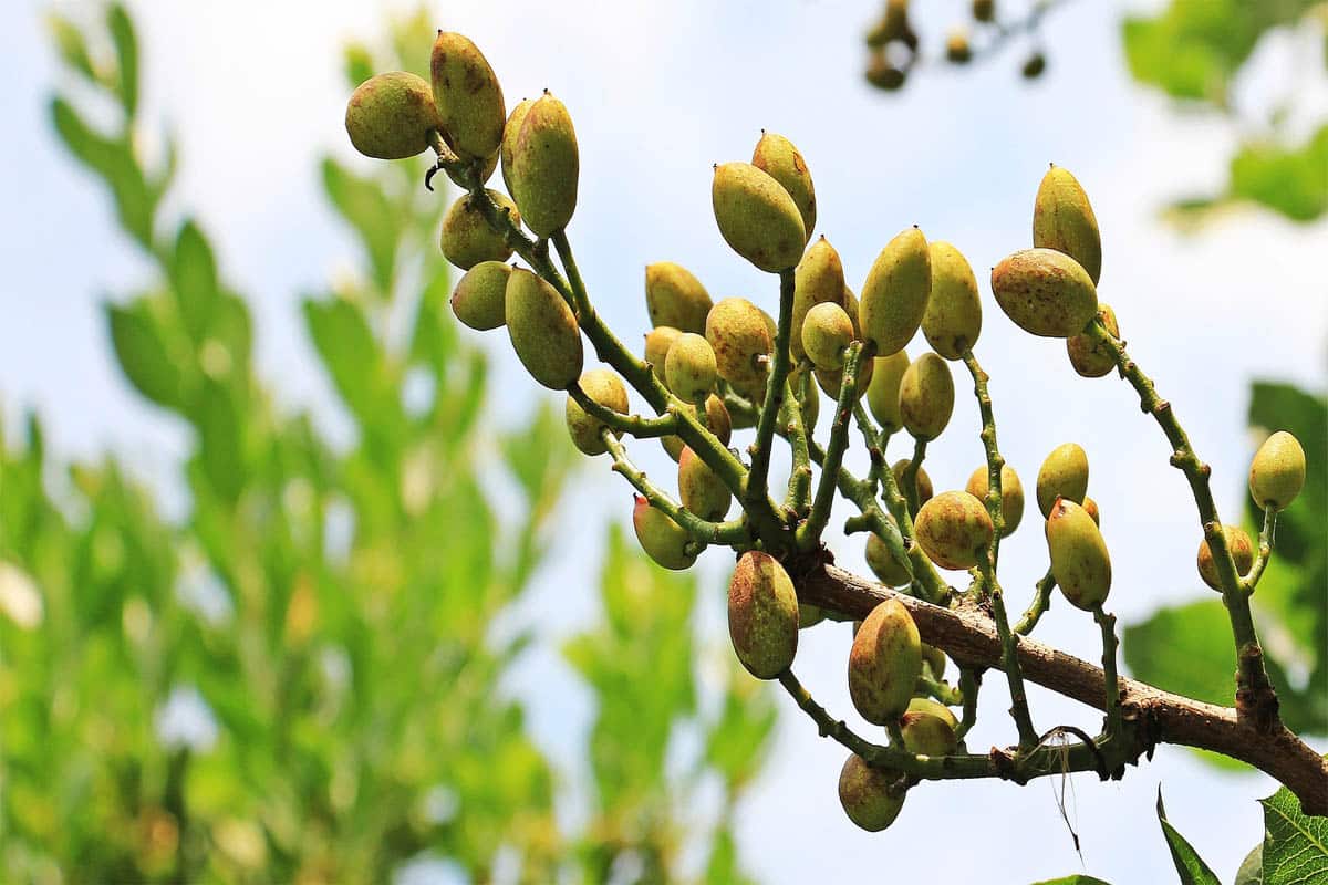 Les bienfaits santé de la pistache : Femme Actuelle Le MAG