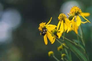 verbesina alternifolia entretien