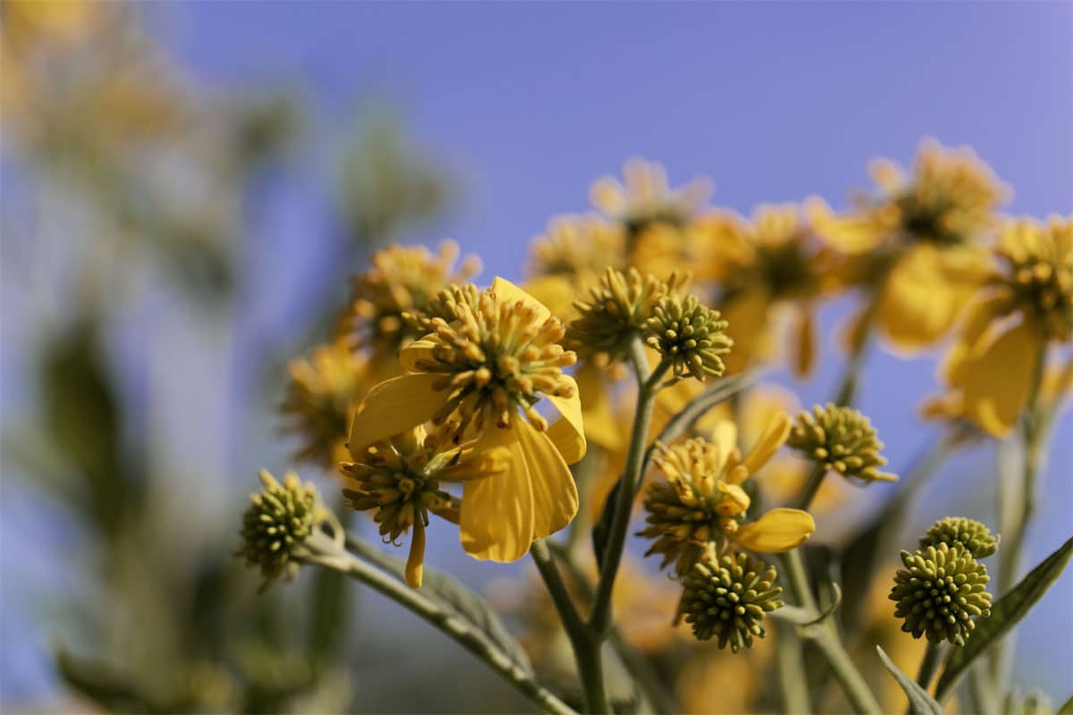 verbesina alternifolia