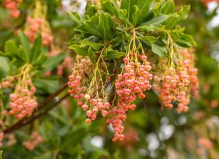 Arbutus unedo Rubra