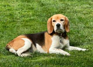 Beagle