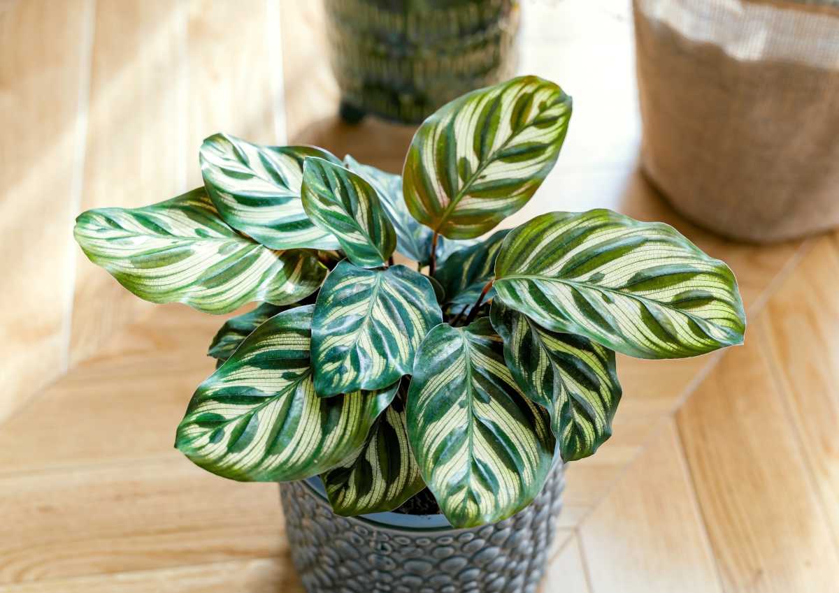 Calathea : culture, soin et entretien