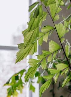 Caryota