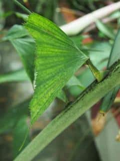 Feuille de Caryota mitis