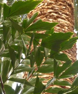 Caryota palmier - Plante queue de poisson