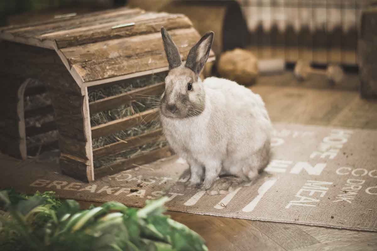Foin lapin d'Occitanie - Le meilleur pour mon lapin