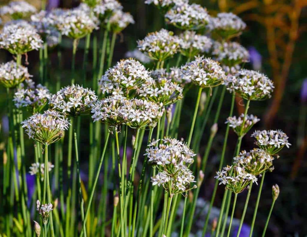 Ciboule de chine - Allium tuberosum