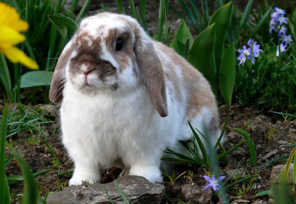 Combien de temps vit un lapin nain