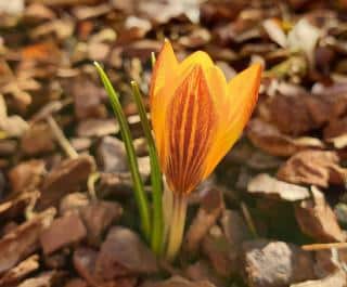 Crocus chrysanthus - crocus doré entretien