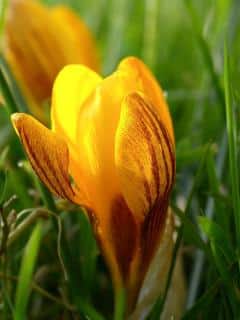 Crocus chrysanthus - crocus doré plantation