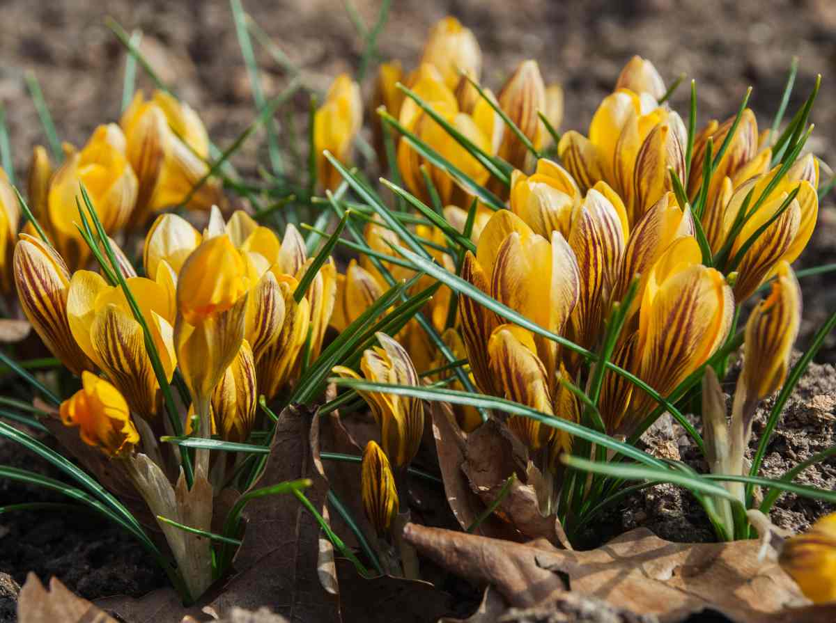 Crocus chrysanthus - crocus doré