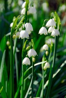 Entretien Niveole de printemps - Leucojum vernum