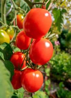 Entretien Tomate de Berao