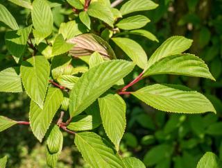 Feuille feuillage viorne de Bodnant - viburnum bodnantense