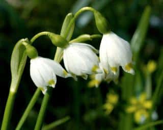 Fleur Niveole de printemps - Leucojum vernum