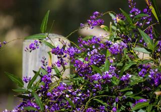 Glycine australienne Entretien - Hardenbergia violacea