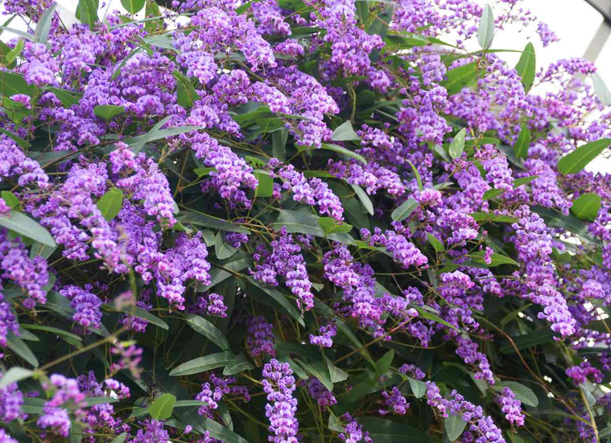 Glycine australienne - Hardenbergia violacea