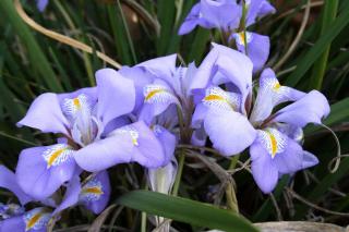 Iris unguicularis - iris d'alger