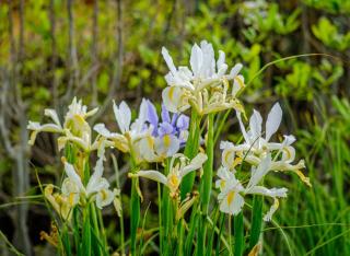 Iris unguicularis variétés