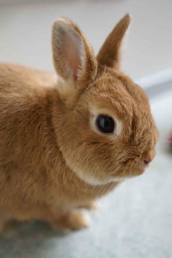 Lapin nain de couleur caractère, alimentation, entretien