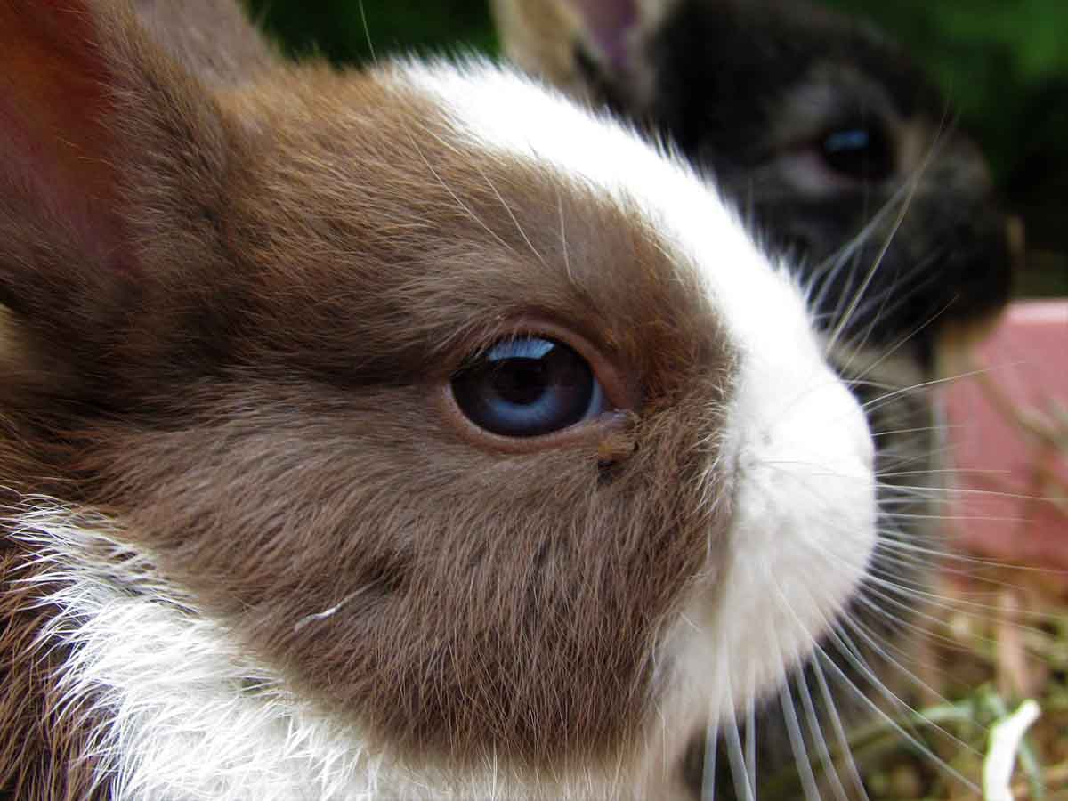 Lapin nain de couleur