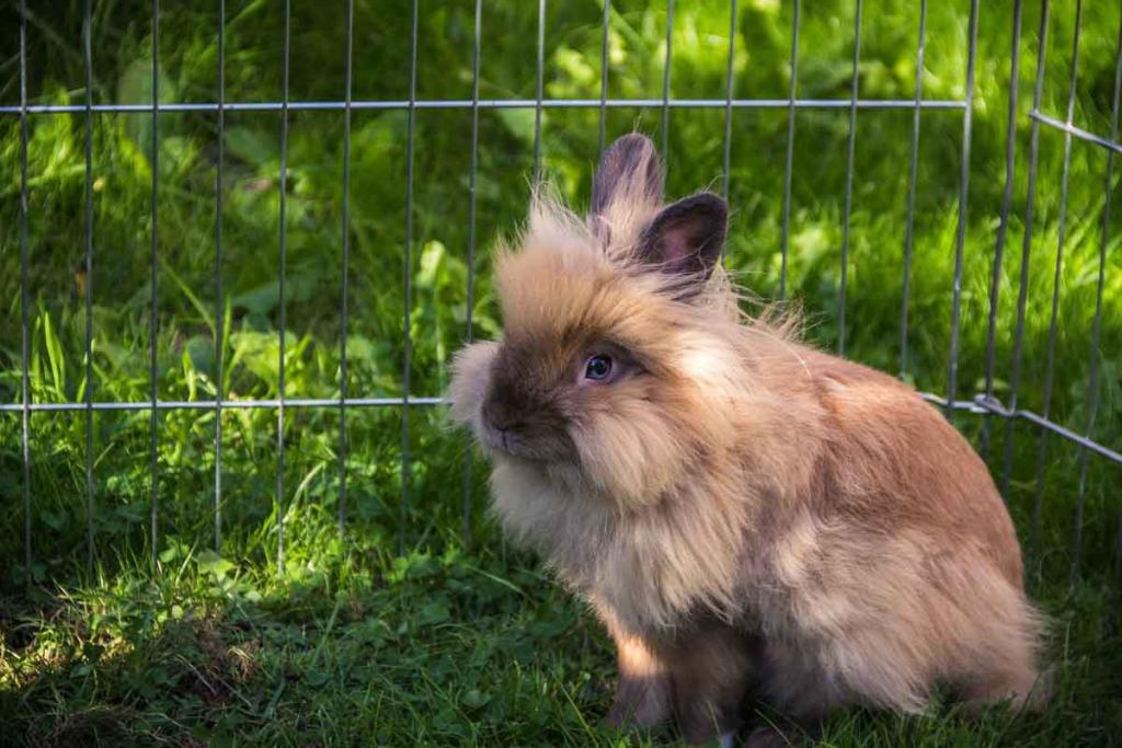 Lapin nain tête de lion