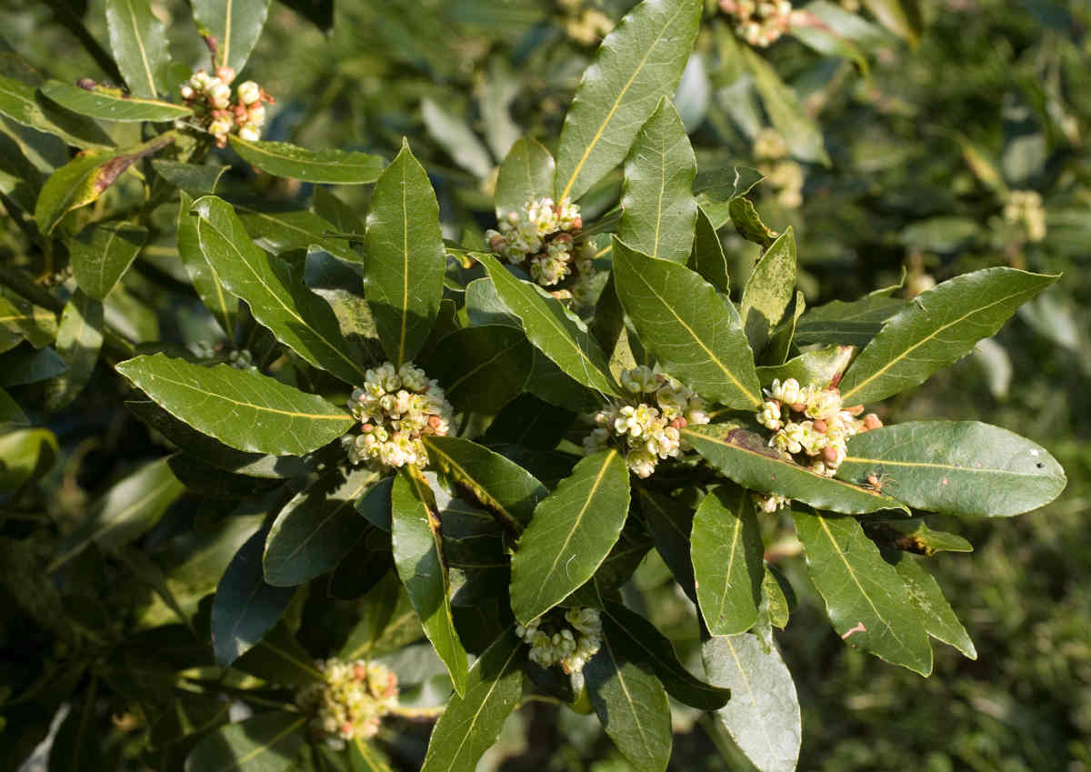 Laurier sauce - Laurus nobilis