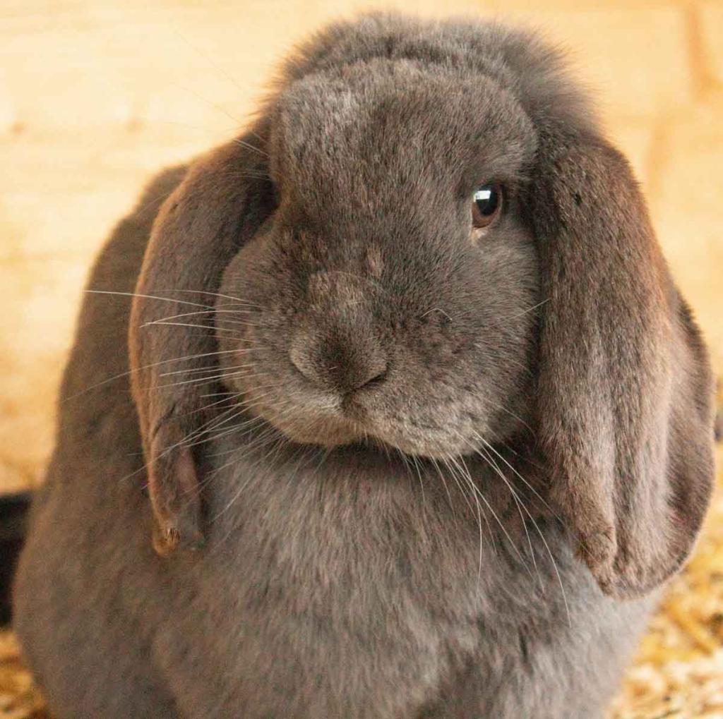 Quelle litière choisir pour un lapin nain ?