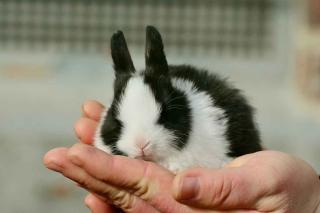 Les maladies du lapin de compagnie