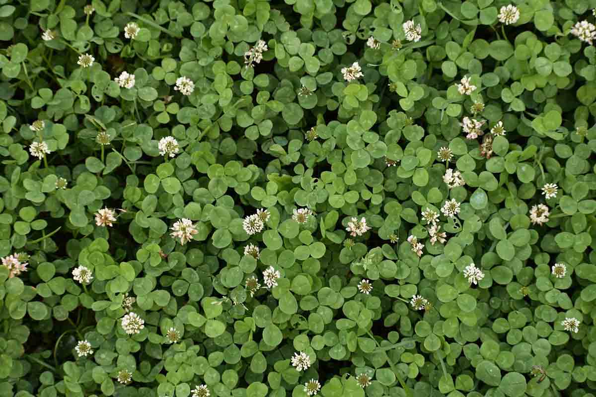 Le trèfle contre l'urine de chien sur la pelouse - Jardin au Naturel