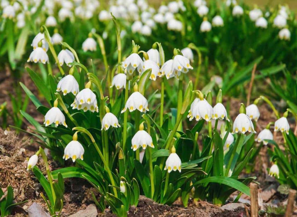 Niveole de printemps - Leucojum vernum