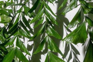 Palmier queue-de-poisson - Caryota plante