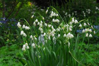 Plantation Niveole de printemps - Leucojum vernum