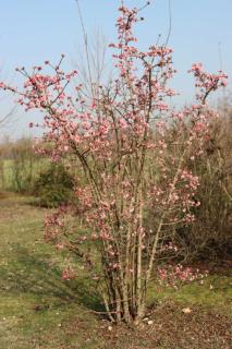 Plantation viorne de Bodnant - viburnum bodnantense