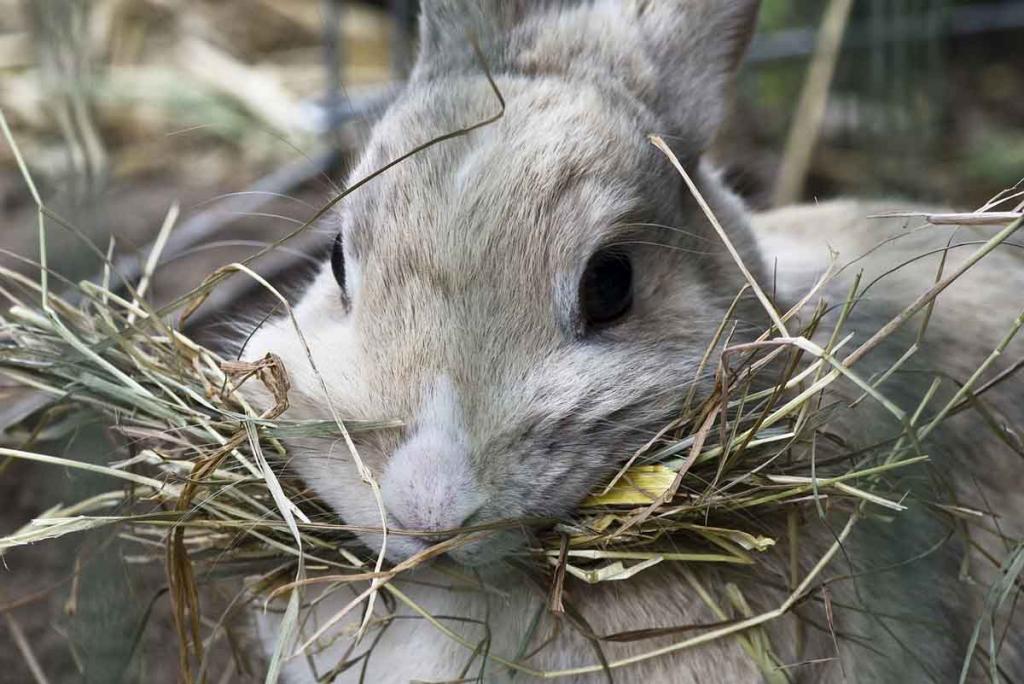 Quel foin choisir pour mon lapin ?