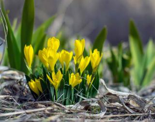 Sternbergia entretien