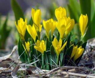 Sternbergia plantation