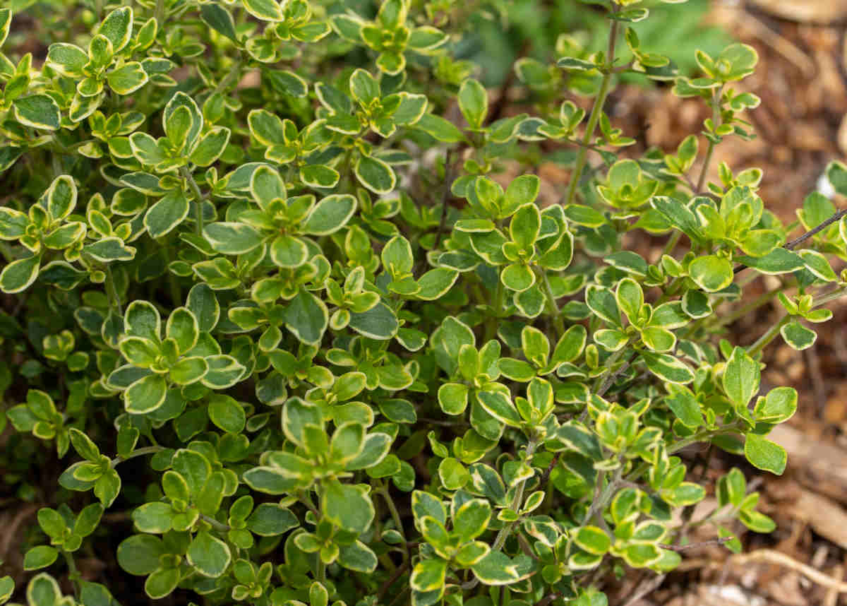 Thym citron - Thymus citriodorus - Le Jardin du Pic Vert