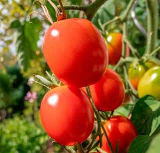 Tomate de Berao - culture entretien recolte