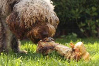 Donner des os à son chien