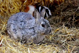 lapin nain diarrhée probleme digestion