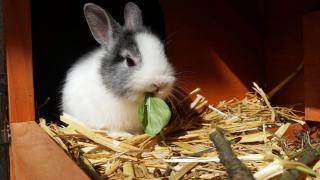 lapin nain probleme dent