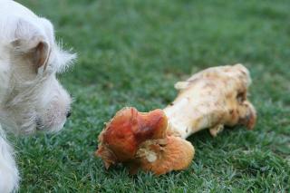 os a donner à son chien