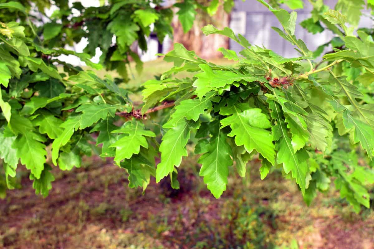 chêne à feuilles de châtaignier (quercus castaneifolia)