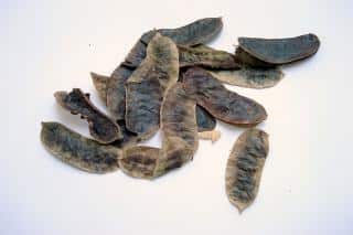 séné feuilles