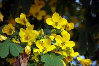 senna alexandrina plantation